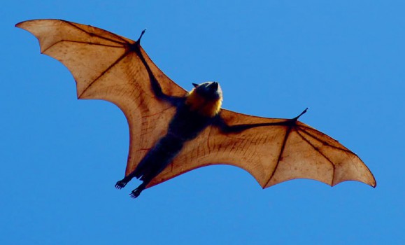 Grey headed Flying fox