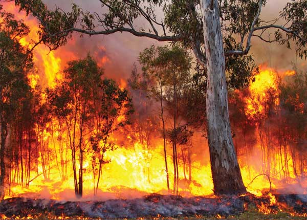 Simulator tool shows how bushfires spread
