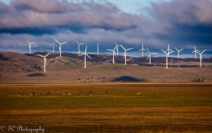 Kangaroos at peace: Lake George