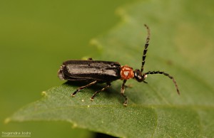 Beetle