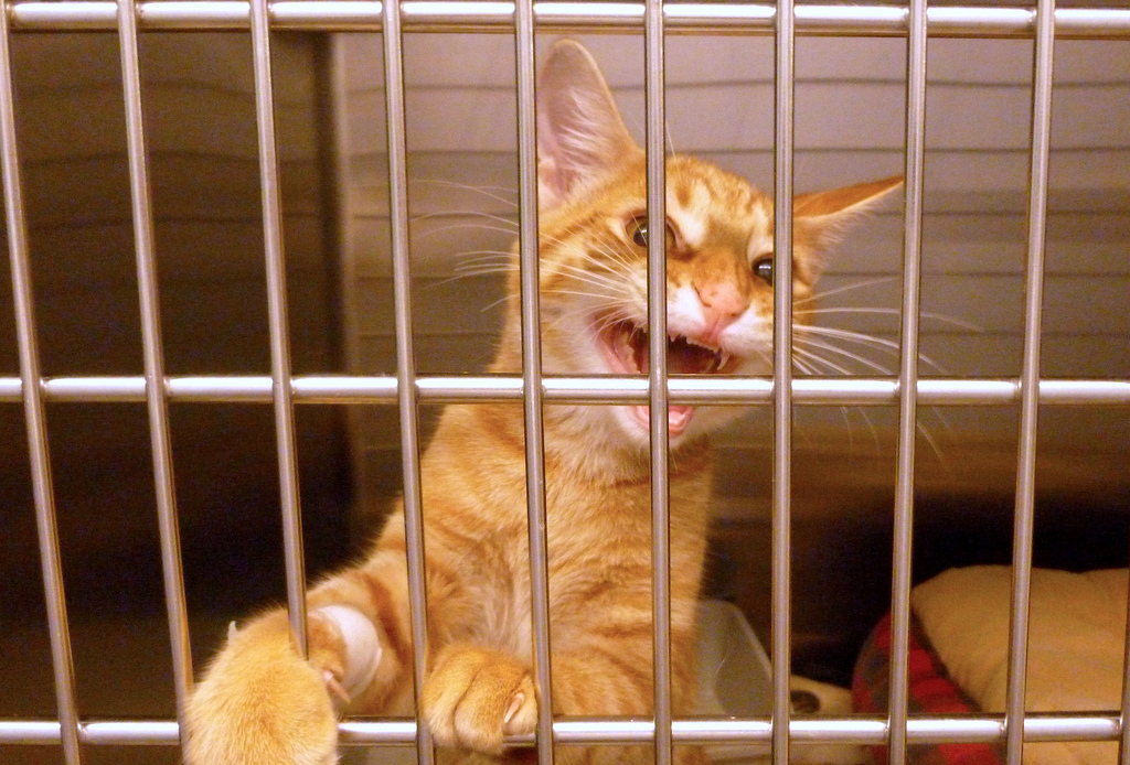 Angry Cat in Kennel
