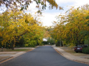Canberra Autumn Colours
