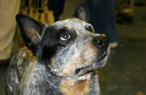 Australian Cattle Dog