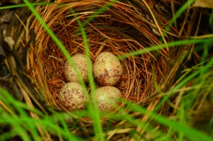 Eastern Towhee Nest