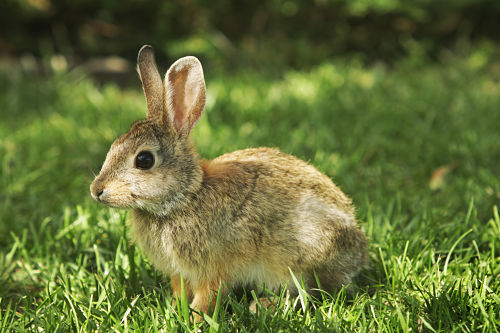 "Young Mountain Cottontail rabbit Sylvilagus nuttallii resting in grass. Boulder, Colorado, 2009."