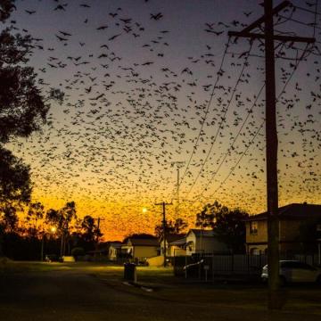 Councils swoop on solutions to flying-fox woes