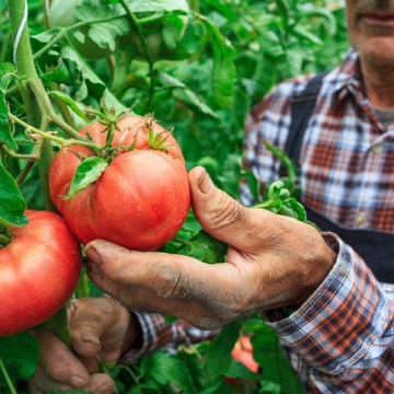 Migrants trapped in ‘slave-like’ conditions at Aussie farms