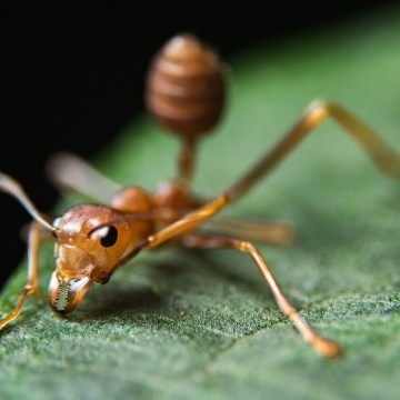 Biosecurity shortcomings at DPI