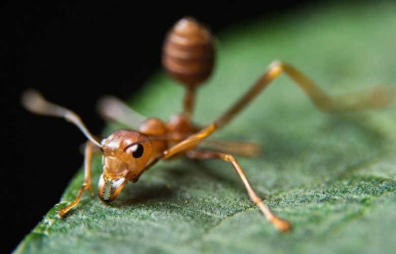 Biosecurity shortcomings at DPI