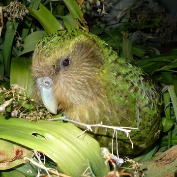 NZ boosts conservation efforts with AI