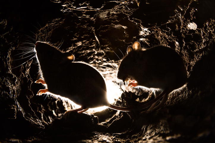 Sydney council seeks rat solutions