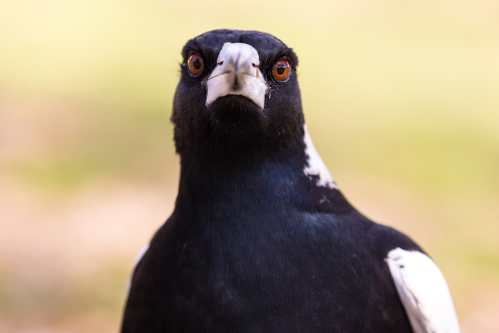 Councils swoop to find magpie solutions