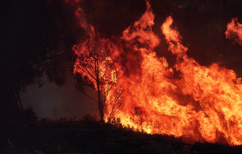 Bushfires royal commission to focus on disaster management