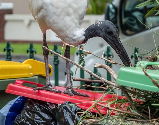 Sydney councils seek help for ibis problem