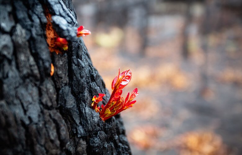 Royal Commission floats COVID-style National  Cabinet for bushfires