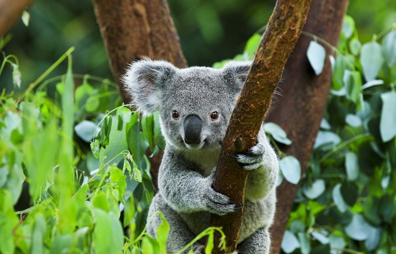 Council koala awareness campaign wins award