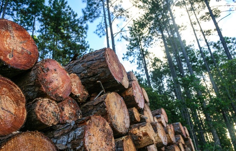 Joel Fitzgibbon joins forest industry board