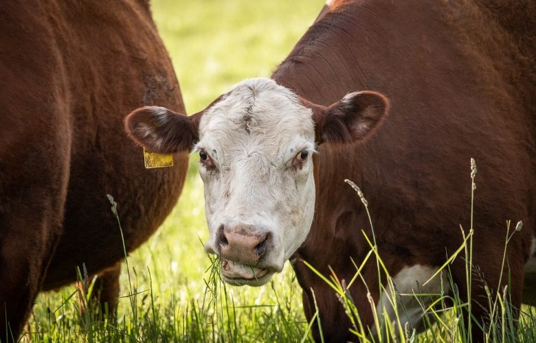 Spectre of FMD spooks leading agricultural  shire
