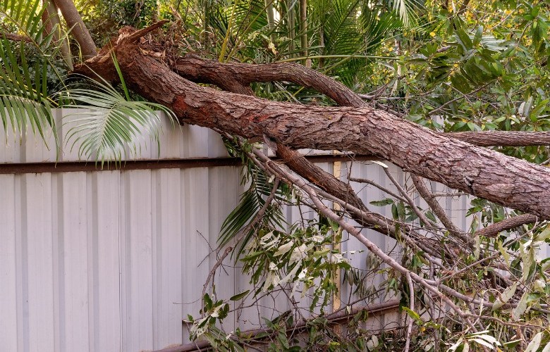 Council garden program aims to help residents heal from storm trauma