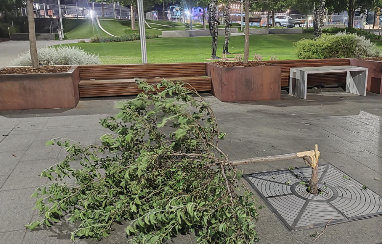 City of Perth to hit tree vandals with $5000 fines