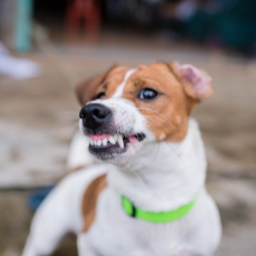 SA Gov teams with Aus Post to combat dog attacks