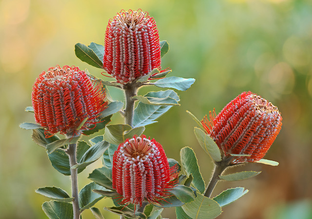 Introducing SGP+S: Australia’s Environmental Certification Standard for Print and Sign