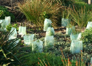 $10m on offer under tree-planting program