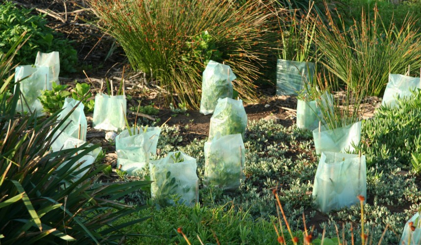 $10m on offer under tree-planting program